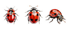 Animal Ladybug Illustration Ladybird Beetle, Black Nature, Red Spring Animal Ladybug