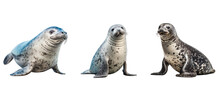 Ocean Leopard Seal Illustration Antarctica Travel, Animal Wildlife, Wild Ice Ocean Leopard Seal