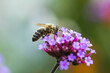 Biene auf patagonischem Eisenkraut