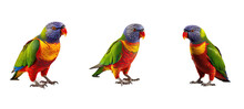 Wild Rainbow Lorikeets Illustration Animal Nature, Feather Parrot, Lorikeet Green Wild Rainbow Lorikeets