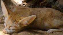Desert Fox Sleeping And Waking Up