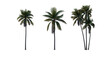 © Nawaphon - Set of palm trees isolated on a transparent background