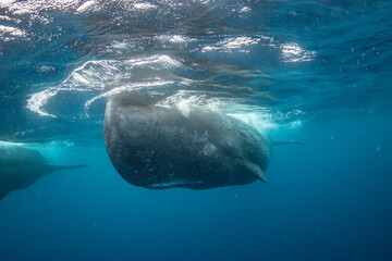 Wall Mural - Sperm whale underwater