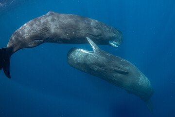 Wall Mural - Sperm whale underwater