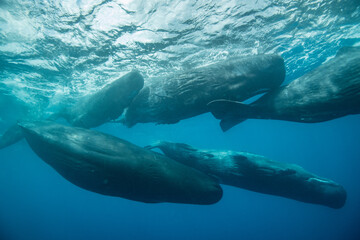 Wall Mural - Sperm whale underwater