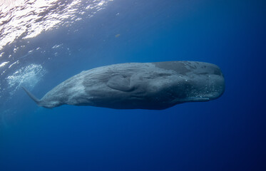 Wall Mural - Sperm whale underwater