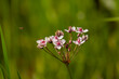 Close-up of flowering rush (Butomus umbellatus, grass rush) in bloom
