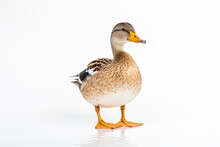 A Duck Standing On A White Surface With Its Beak Open