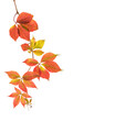 Autumn  branch  of Five-Leaved Ivy  with colorful  leaves isolated on white background.