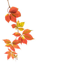 Autumn  Branch  Of Five-Leaved Ivy  With Colorful  Leaves Isolated On White Background.