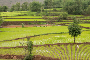  View of rice farms near Bhambatmal dam, Pune, Maharashtra India