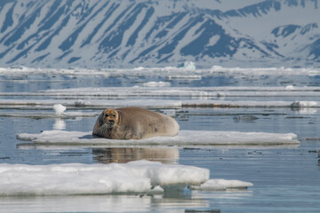 Canvas Print - Bearded sal in the Arctic