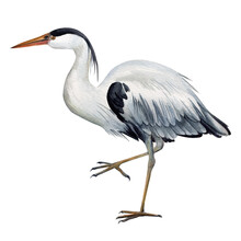 Heron Bird On Isolated  Background, Watercolor Hand Drawn Painting Illustration. 