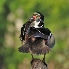 Wall Mural - Gorgeous Handsome Male Wood Duck Kayaking Paddle Trail Silver Springs State Park Ocala Florida Kings