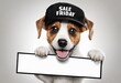 Cute puppy dog in a cap holds with paws sign for text on white background