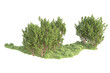 © Cristian - Realistic forest isolated on transparent background. 3d rendering - illustration