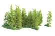 © Cristian - Realistic forest isolated on transparent background. 3d rendering - illustration