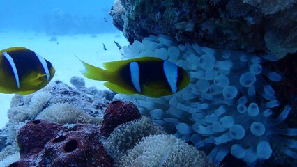 Wall Mural - Clown fish over anemone