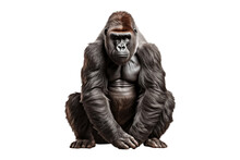 Portrait Of A Gigantic Gorilla Isolated On A Transparent PNG Background. Generative Ai
