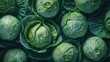 ripe green cabbage closeup with raindrops food photography