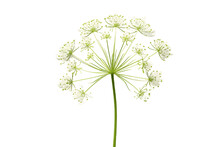 Queen Anne's Lace Flower Isolated On Transparent Background. Generative Ai.