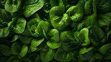 Fresh Green Spinach Leaves On Black Background