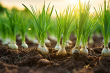 Cultivated Green Onion (Scallion) Vegetable Field, Earth Day Concept