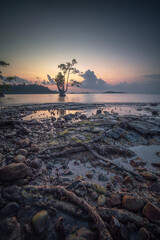 Wall Mural - Mangrove tree on the beach at sunset, Bintan Island. Indonesia.