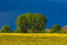 Yellow Wildflowers Under Large Trees In Field
