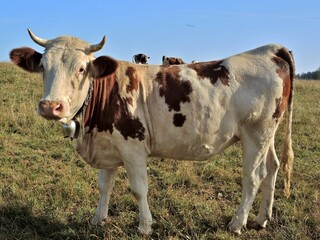 Sticker - Une vache laitière.