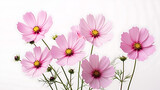 Fototapeta Krajobraz - pink cosmos flower on  blue sky and white  background