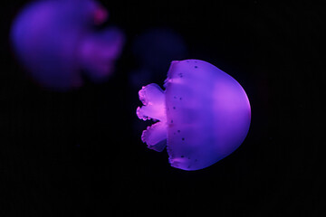 Wall Mural - underwater shooting of beautiful cannonball jellyfish