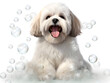 Cute little Shih-Tzu dog with foam bubbles, on white background, cute pet concept, realistic 3D illustration, generative ai