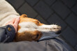 Close-up portrait of a sad lonely dog cuddling up to a person on the street, woman's hand petting a street dog, soft focus. Homeless animals on the street, animal protection