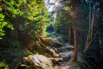 Canvas Print - Rocky trail in the forest