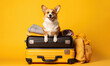 Corgi dog sitting atop suitcases.