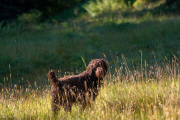 Wall Mural - a happy hunting dog, a pudelpointer, on a mountain meadow at a sunny autumn morning