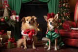 Fototapeta Sypialnia - Two adorable dogs in festive Christmas costumes