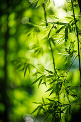  A serene bamboo forest with sunlight filtering through the leaves perfect for your peaceful meditation texts 