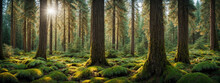 Healthy Green Trees In A Forest Of Old Spruce, Fir And Pine
