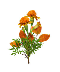 Wall Mural - Wild marigold flowers and autumn leaves in a seasonal arrangement isolated on white  or transparent background