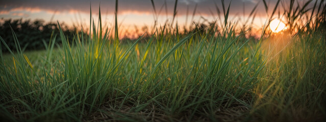 Sticker - Green grass with sunset views.