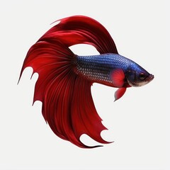 Wall Mural - Illustration of betta fish with beautiful color 