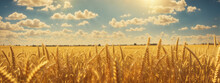 Golden Wheat Field And Sunny Day