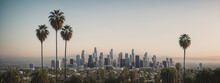 Los Angeles Skyline With Palm Trees In The Foreground