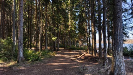 Wall Mural - Road or path in the Park among the tall trees. An alley among pine trunks on a sunny day with light and shade. Landscape, nature for background