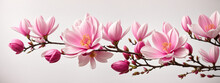 Pink Spring Magnolia Flowers Branch