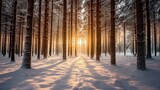Fototapeta  - The sun coming through the trees in a winter pine forest.