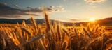 Fototapeta Fototapety z naturą - Sunset in a wheat field. 