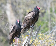 Turkey Vultures On Tree Stumps